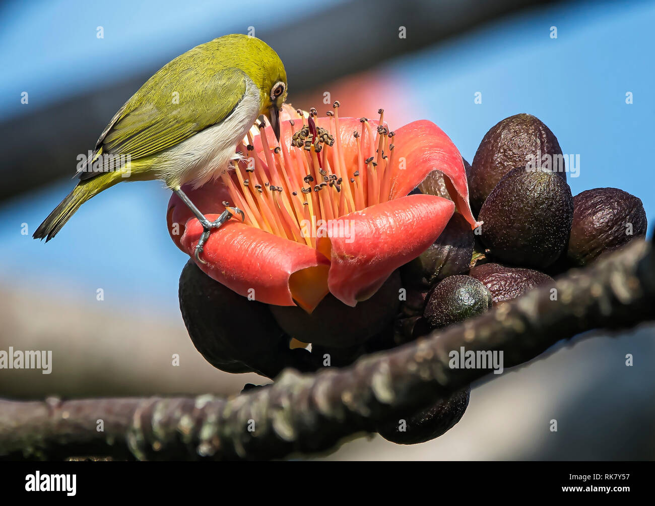 Japanese White-eye (nouveau nom gazouiller White-eye) Banque D'Images