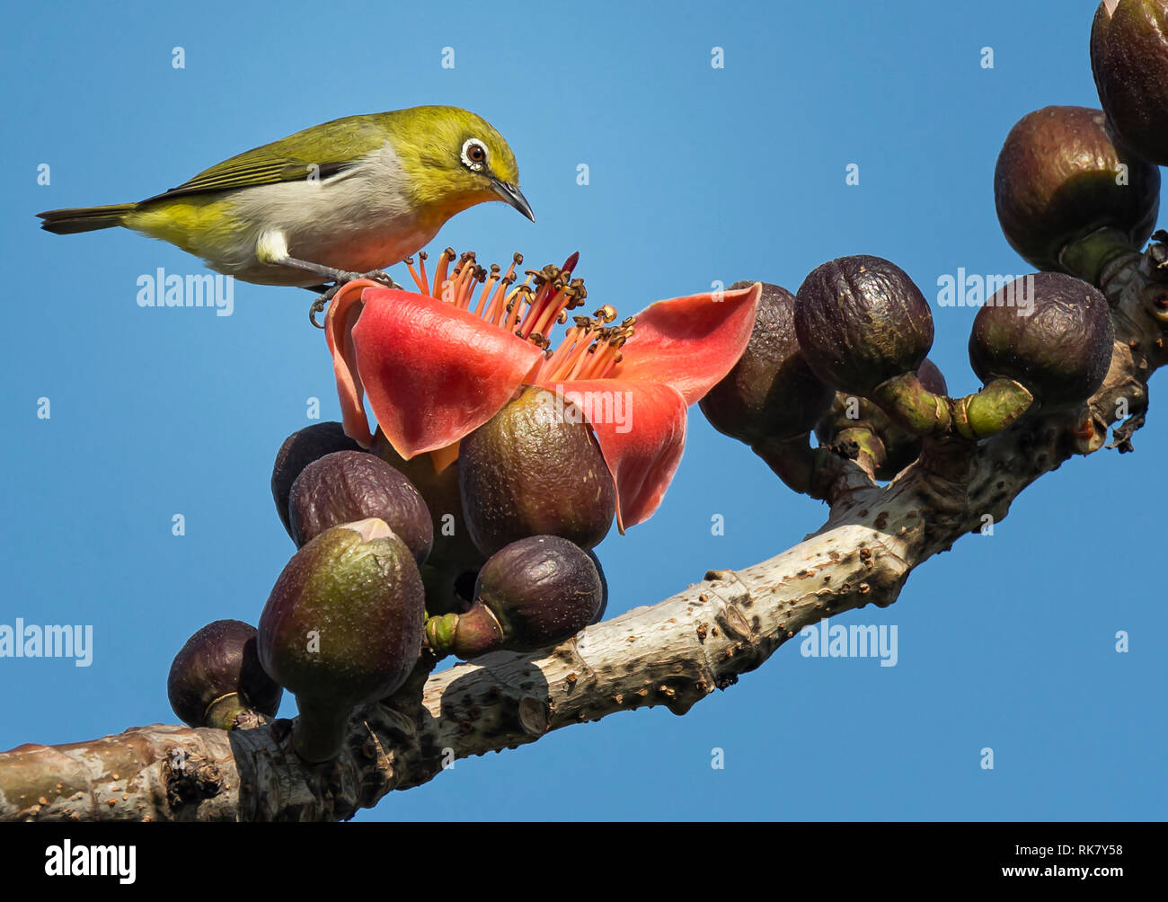 Japanese White-eye (nouveau nom gazouiller White-eye) Banque D'Images