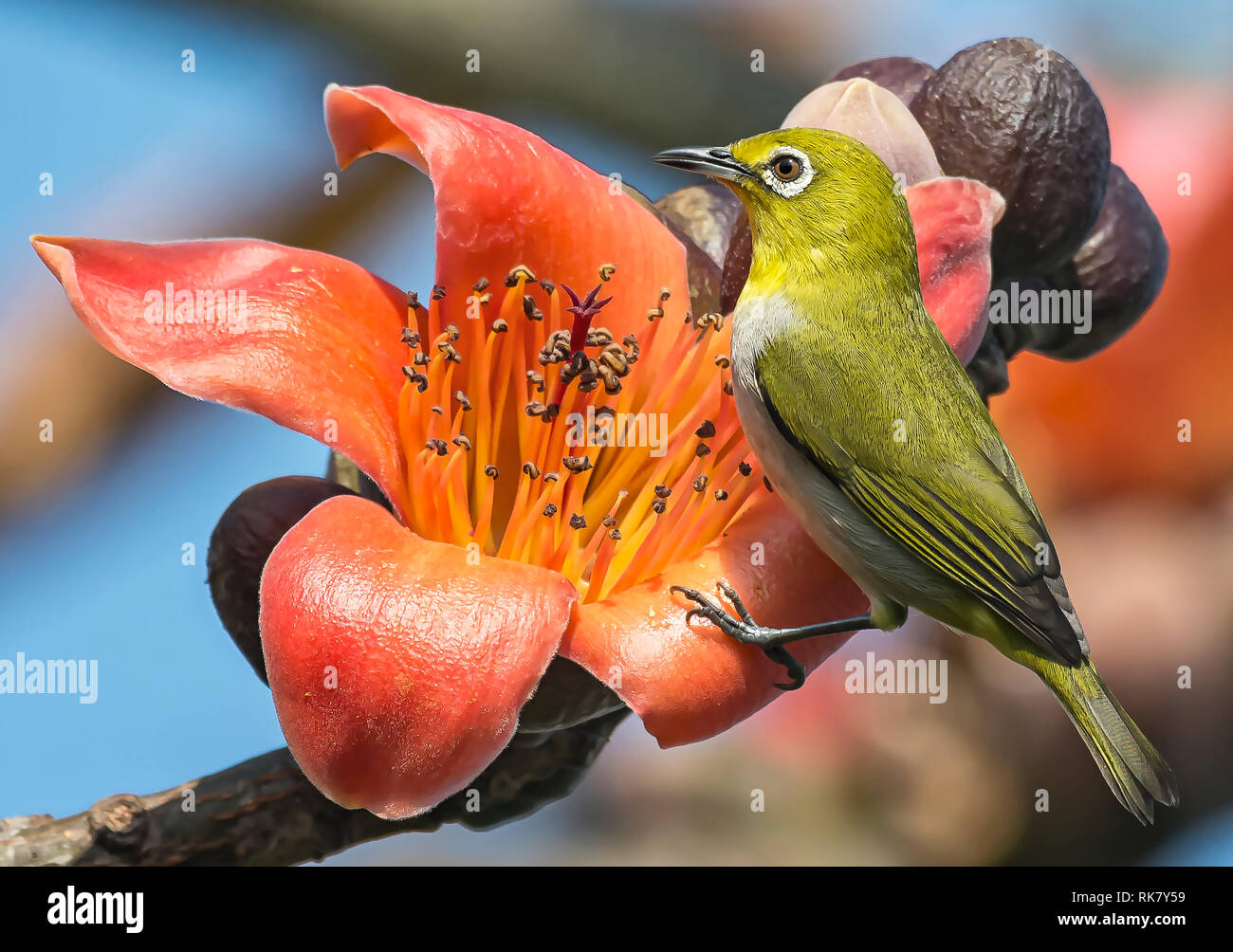Japanese White-eye (nouveau nom gazouiller White-eye) Banque D'Images