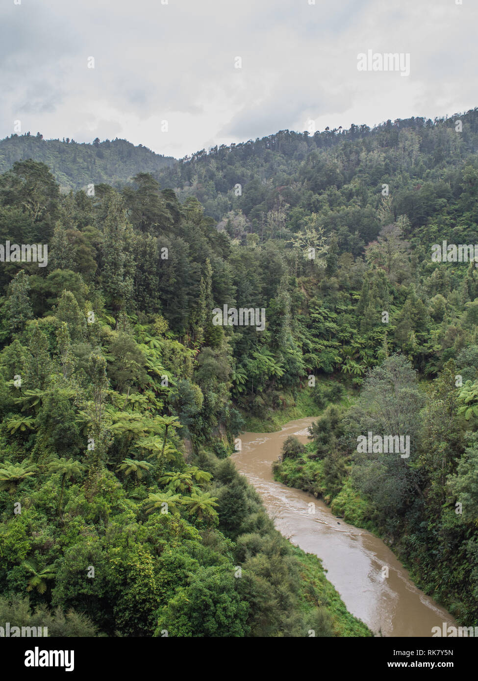 Ahuahu en cours d'inondation, qui coule à travers la forêt indigène de collines couvertes de bush, l'image à l'automne, Ahuahu, vallée de la rivière Whanganui, Nouvelle-Zélande Banque D'Images