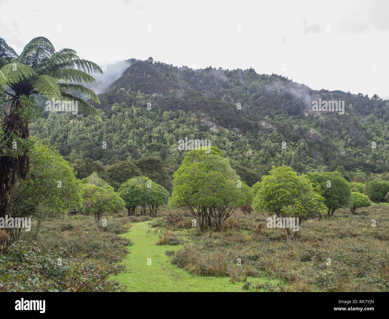 Chemin herbeux à travers la régénération de maquis, mist rising après la pluie, les collines couvertes de forêt native bush, au-delà de la vallée de la rivière Whanganui Ahuahu Nouvelle-zélande Banque D'Images