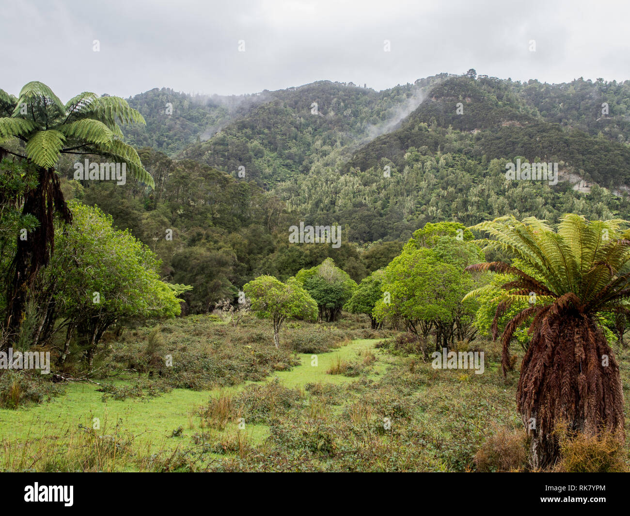 Chemin herbeux à travers la régénération de maquis, mist rising après la pluie, les collines couvertes de forêt native bush, au-delà de la vallée de la rivière Whanganui Ahuahu Nouvelle-zélande Banque D'Images
