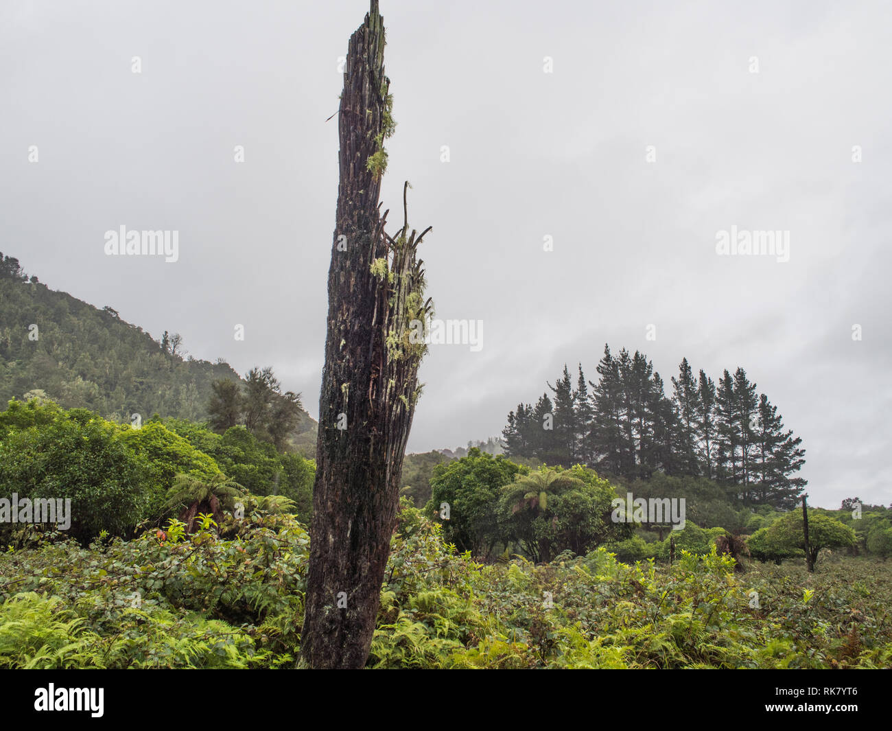 Dead tree fern tronc, toujours debout strong, envahie par les terres abandonnées, bosquet de pins sur l'horizon, la vallée de la rivière Whanganui, Ahuahu, Nouvelle-Zélande Banque D'Images