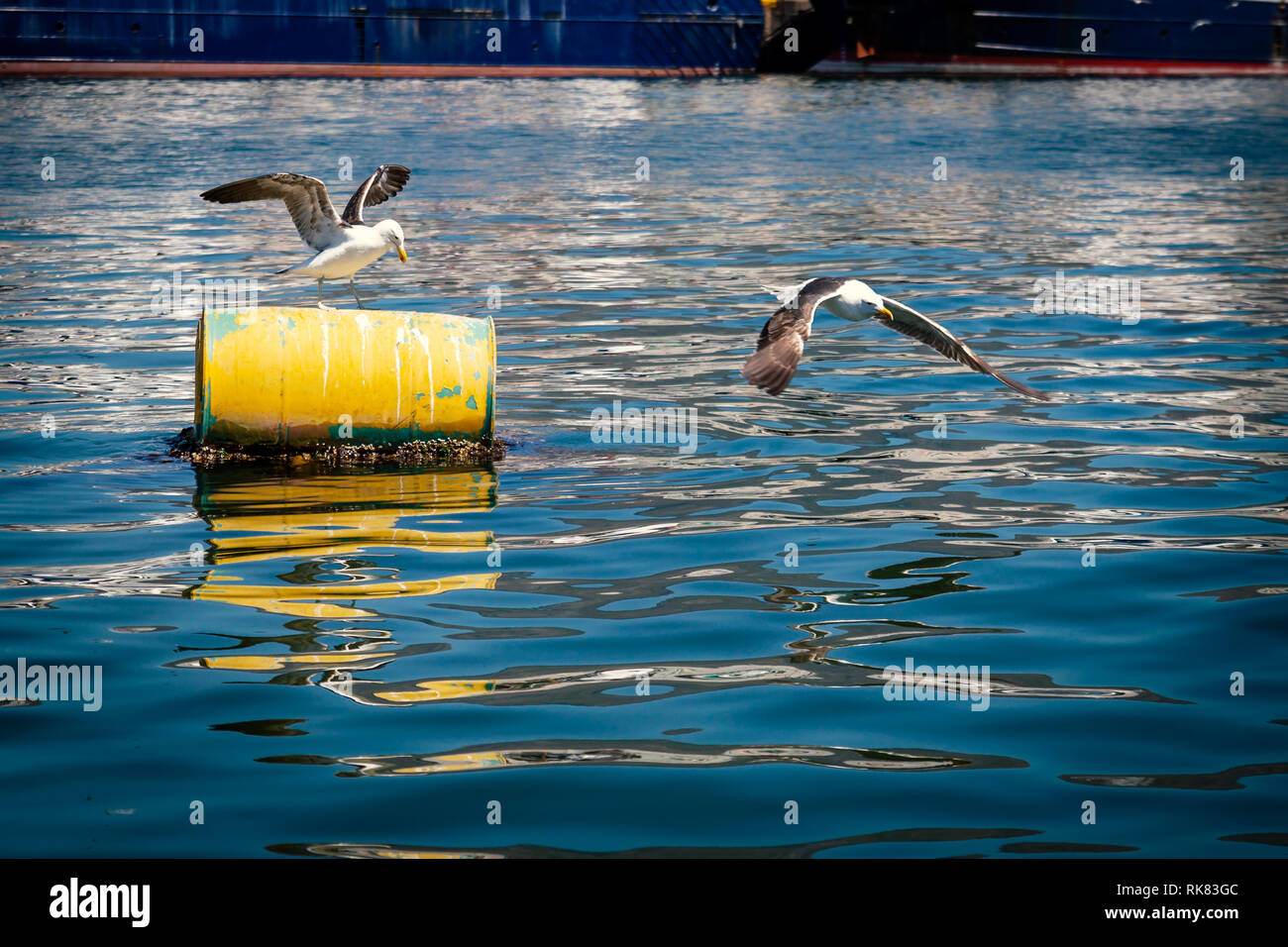 Mouettes assis sur le corps jaune et volant en Fishermans Wharf Banque D'Images