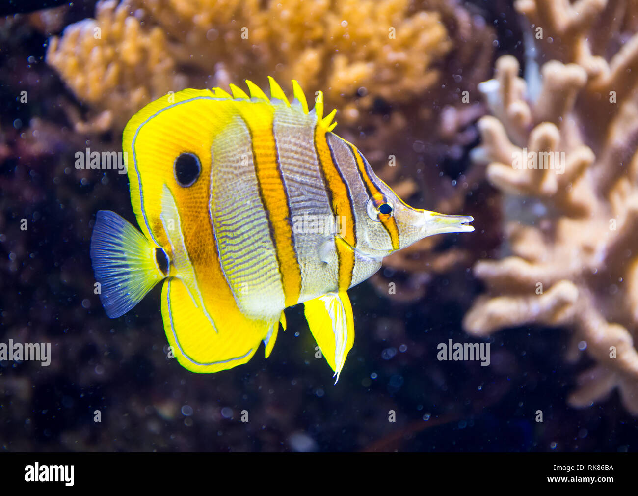 Une piscine poisson tropical appelé un poisson papillon chelmon à bec contre une barrière de corail, l'arrière-plan. Banque D'Images