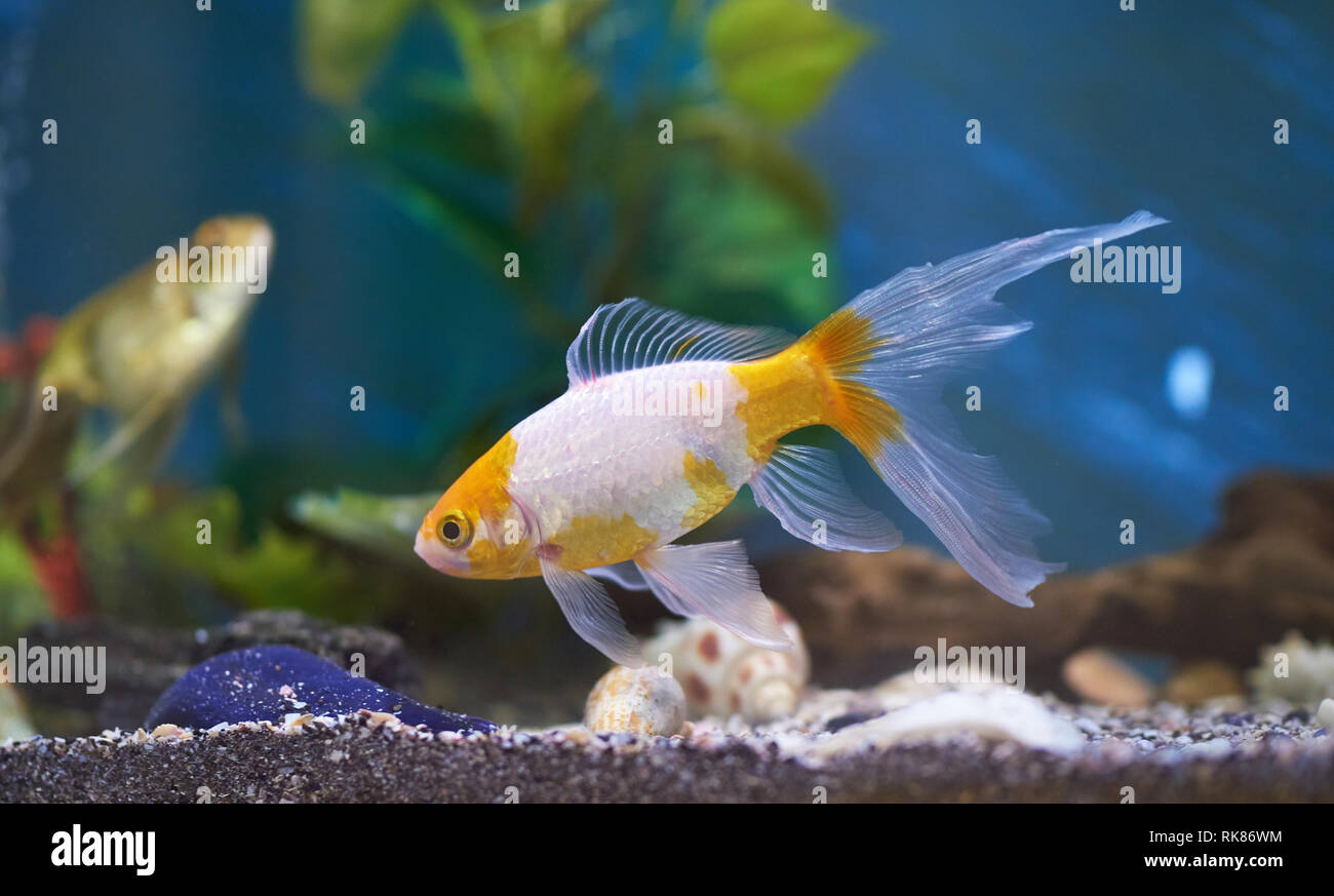 Les poissons rouges en bleu l'eau de l'aquarium. Accueil Thème animal poisson Banque D'Images