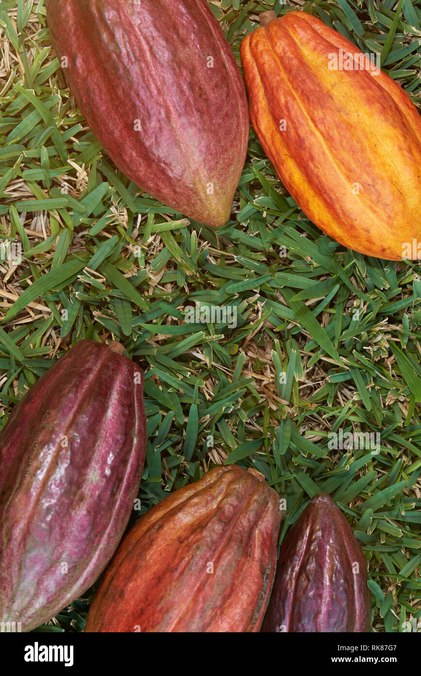 Fruits de cacao jeter sur fond d'herbe sur fond jour ensoleillé Banque D'Images