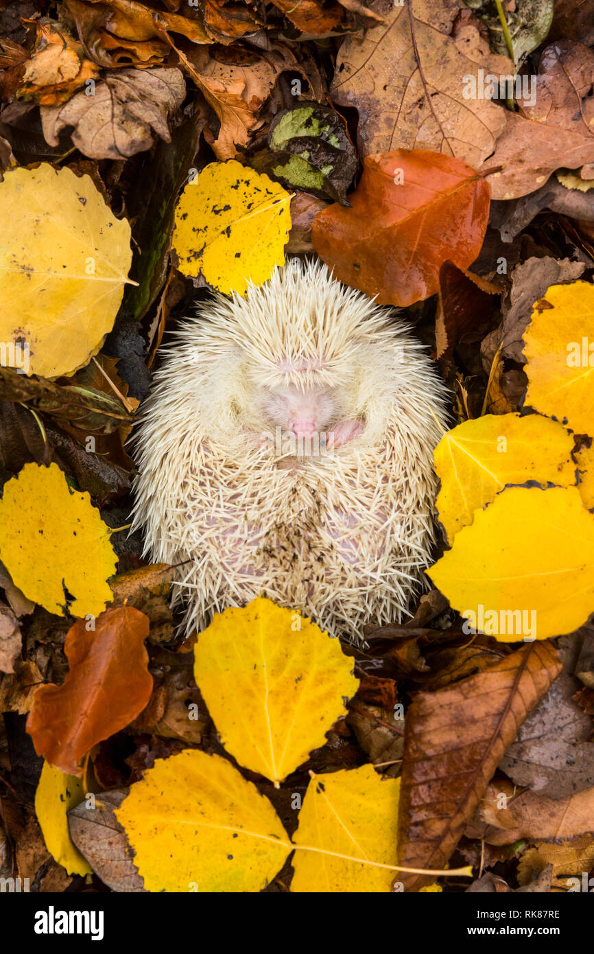 Hérisson albinos(Erinaceus europaeus). De rares, sauvages, des ...