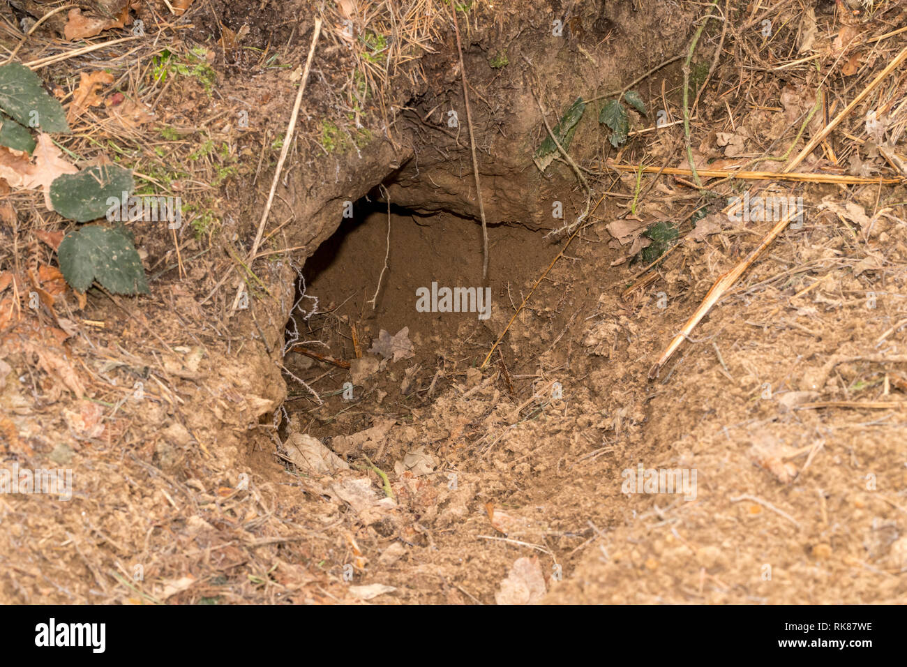 Sett blaireau en bois naturel de l'habitat. Un trou d'entrée typique pour un blaireau sett qui ressemble à un Capital 'D' sur le côté. Paysage Banque D'Images