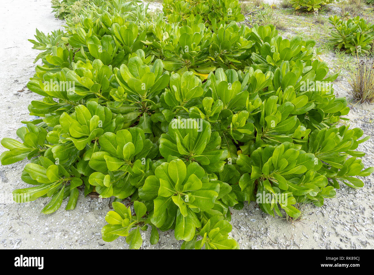 Gros plan du chou de plage (Scaevola taccada) sur la plage aux Maldives. Banque D'Images