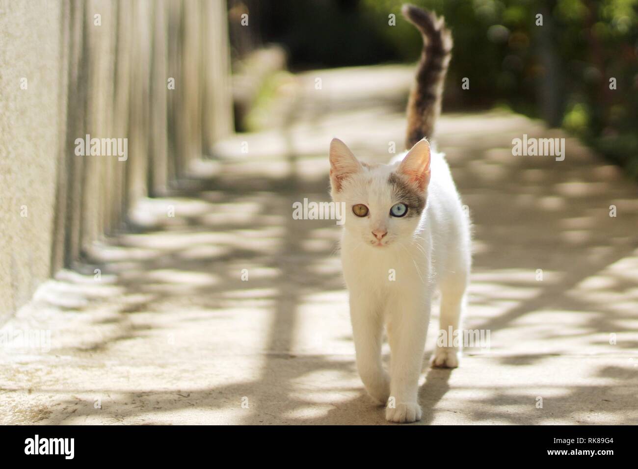 Chat blanc avec heterochromia marche à arrière-cour sur une journée ensoleillée Banque D'Images