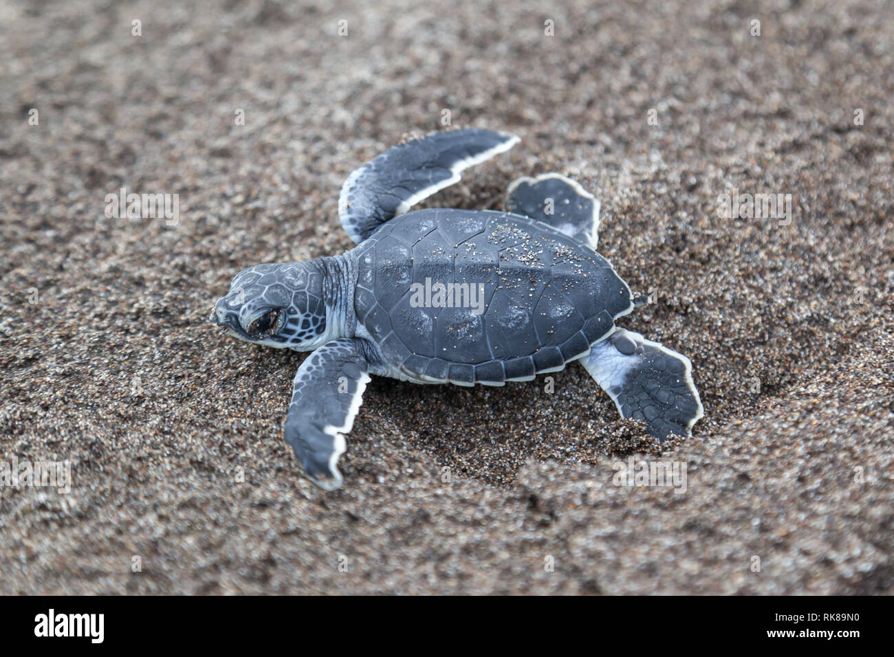 Un bébé tortue verte (Chelonia mydas) ramper à l'océan sur la plage de Costa Rica. Banque D'Images