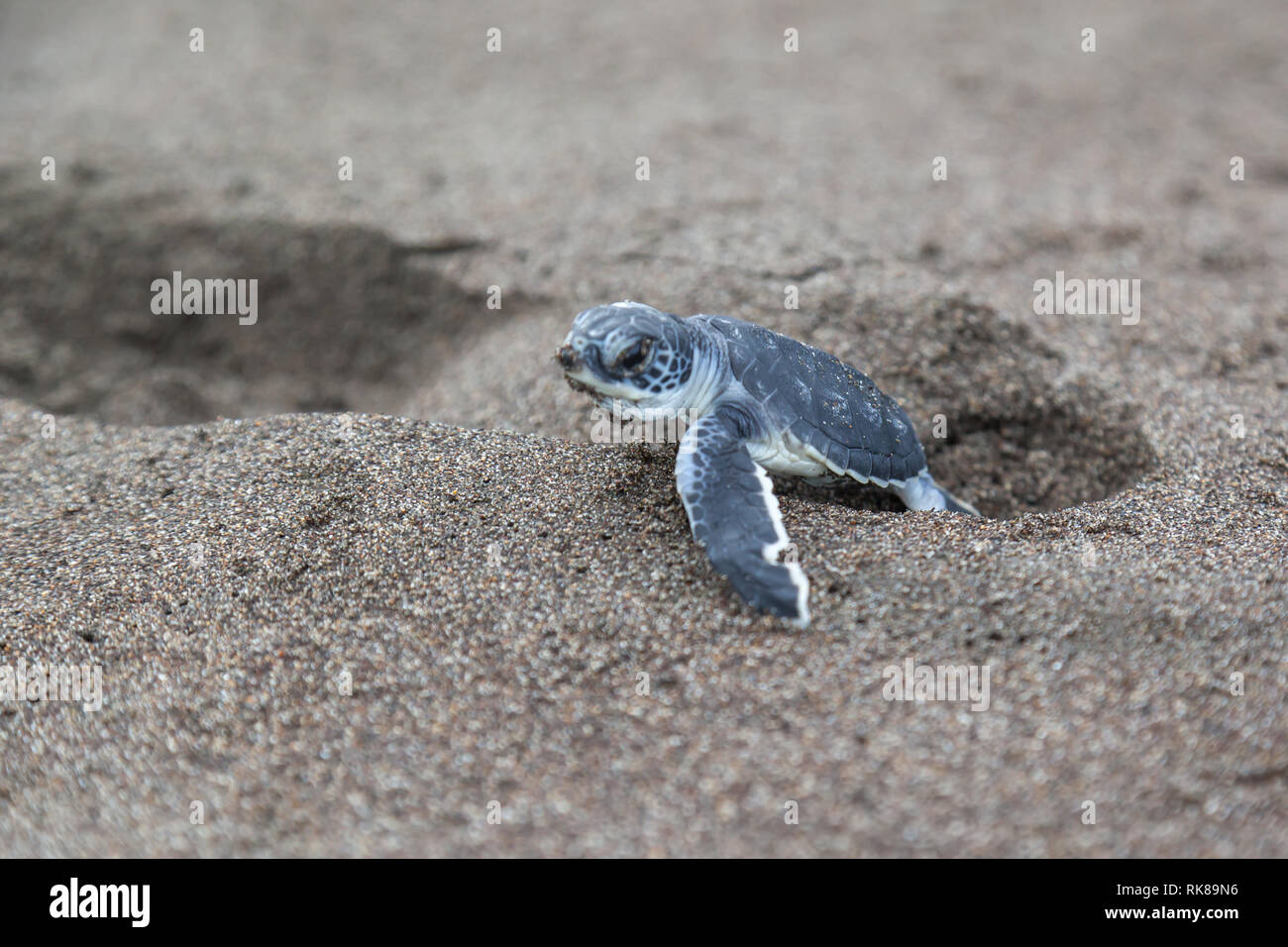 Turtle Print Banque D Image Et Photos Alamy
