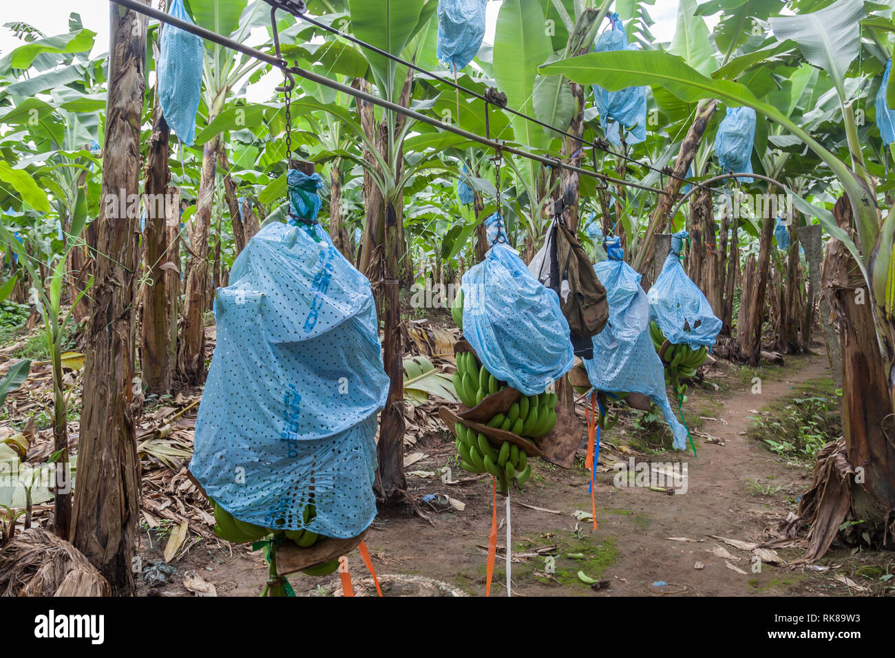 Convoyeur utilisé pour transporter des bananes avec des sacs bleus de la plantation à l'usine de transformation. Les sacs en plastique bleus sont la protection contre les insectes et autres animaux. Banque D'Images