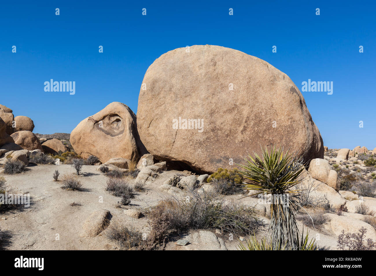Un rocher qui ressemble à une tortue à Joshua Tree National Park, California, USA Banque D'Images
