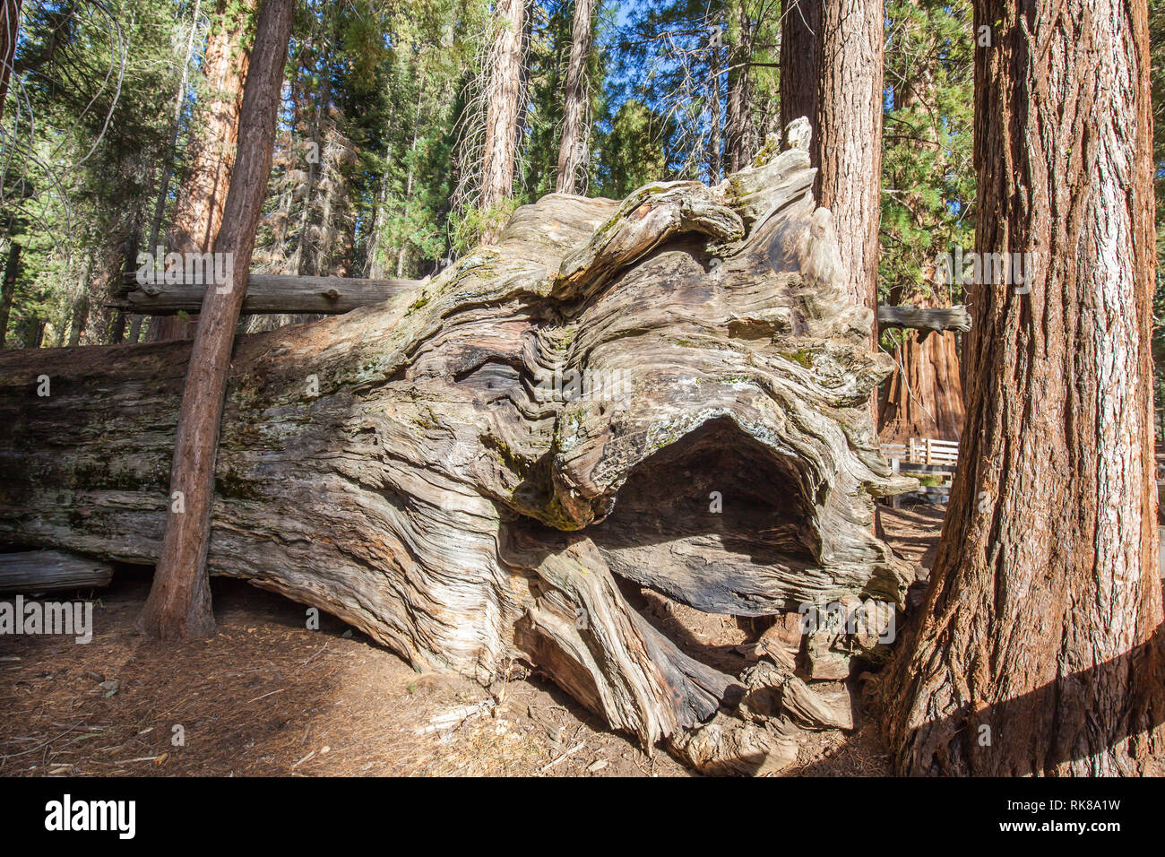 Racine de l'arbre séquoia tombé à Sequoia National Park, Californie, USA Banque D'Images