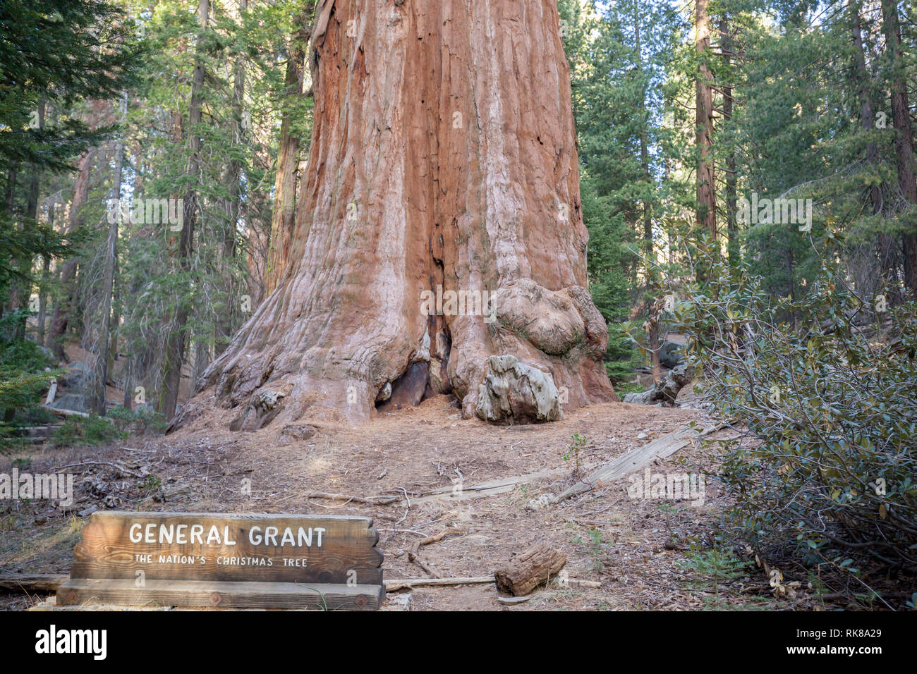 Le plus grand monde des arbres Banque de photographies et d’images à