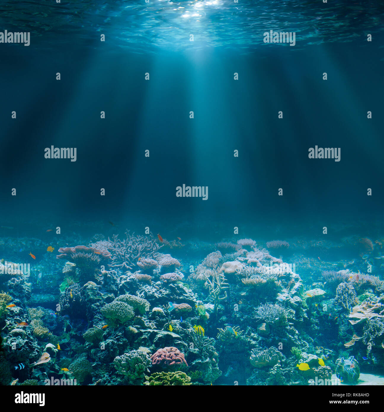 Des fonds marins de l'océan ou la mer avec récif de corail. Vue sous-marine. Banque D'Images