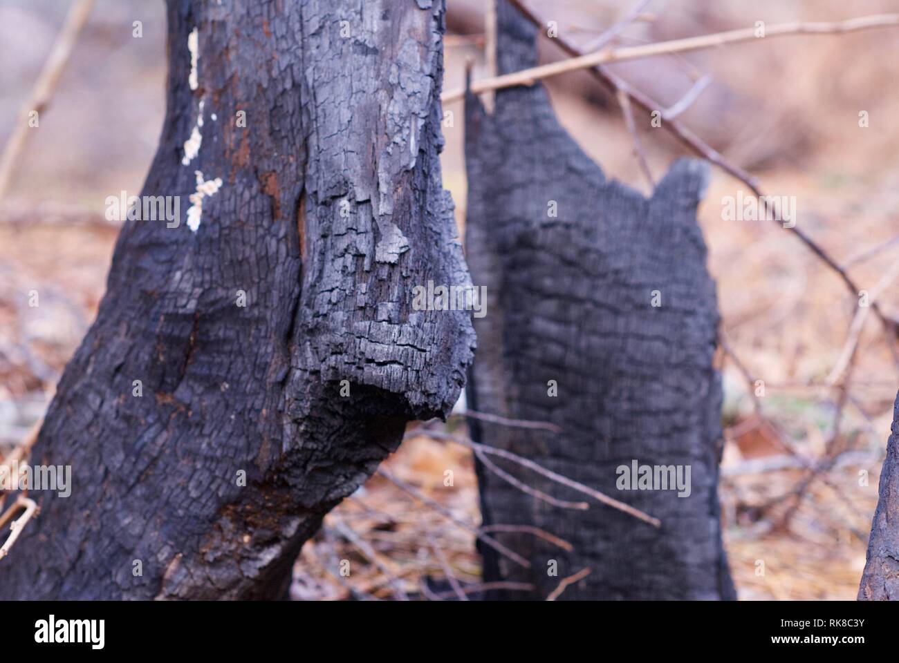 Image en gros plan d'un tronc d'arbre dans la région de Smoky Mountains National Park, Utah, USA, qui ont brûlé dans l'incendie catastrophique et mortelle 2016. Banque D'Images