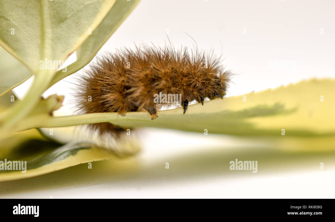 Caterpillar brun sur un fond blanc feuilles vert, image Banque D'Images