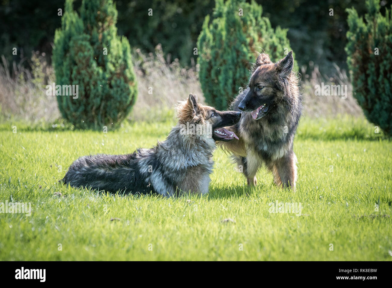 Paire de chiens de berger allemand entre brièvement jeux, haletant et se regardant dans un heureux ainsi. Banque D'Images