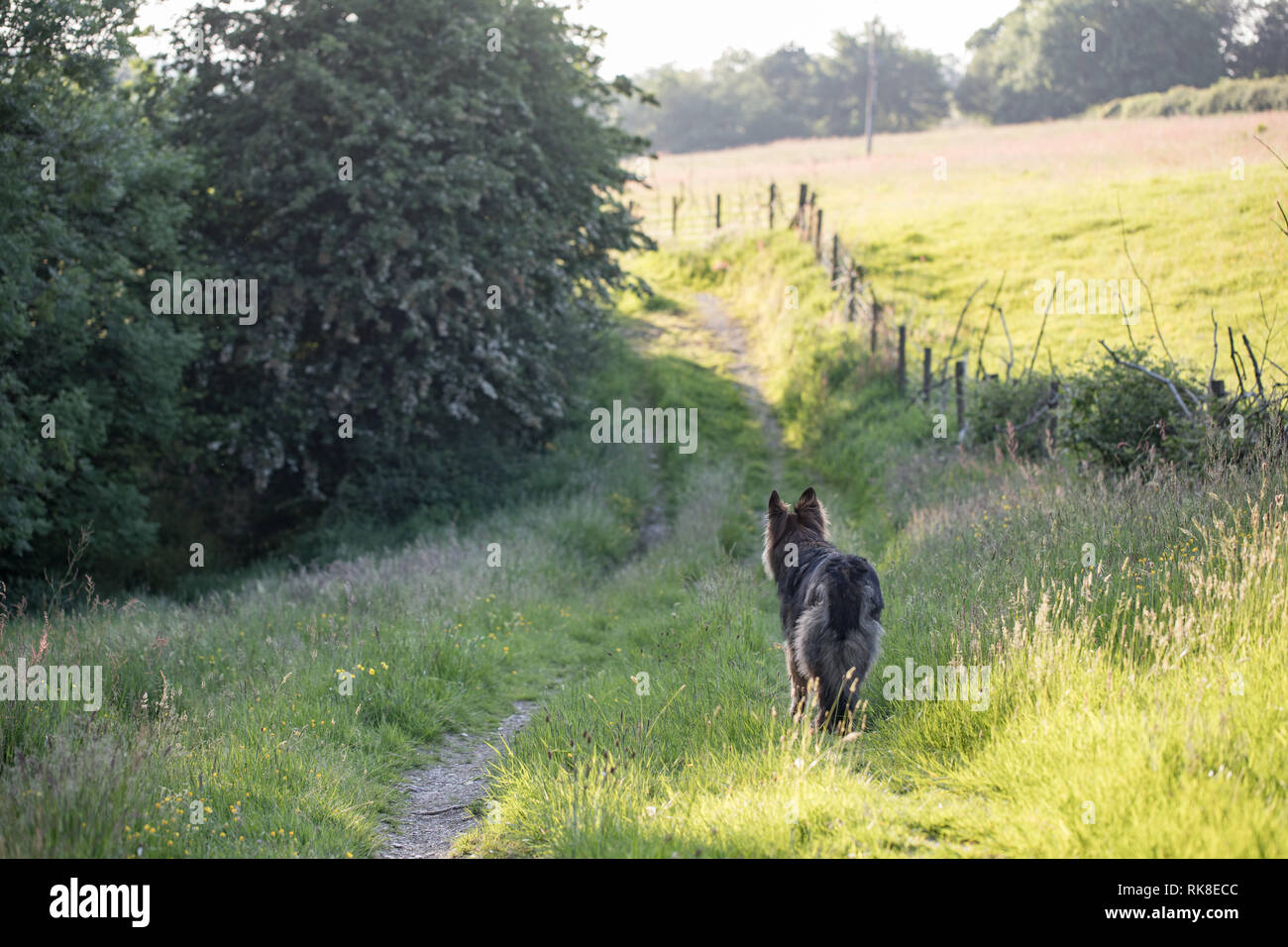 L'exploration du soir pendant l'entraînement le chien à travers l'herbe longue vers le bas une piste à travers la campagne anglaise en été. Banque D'Images