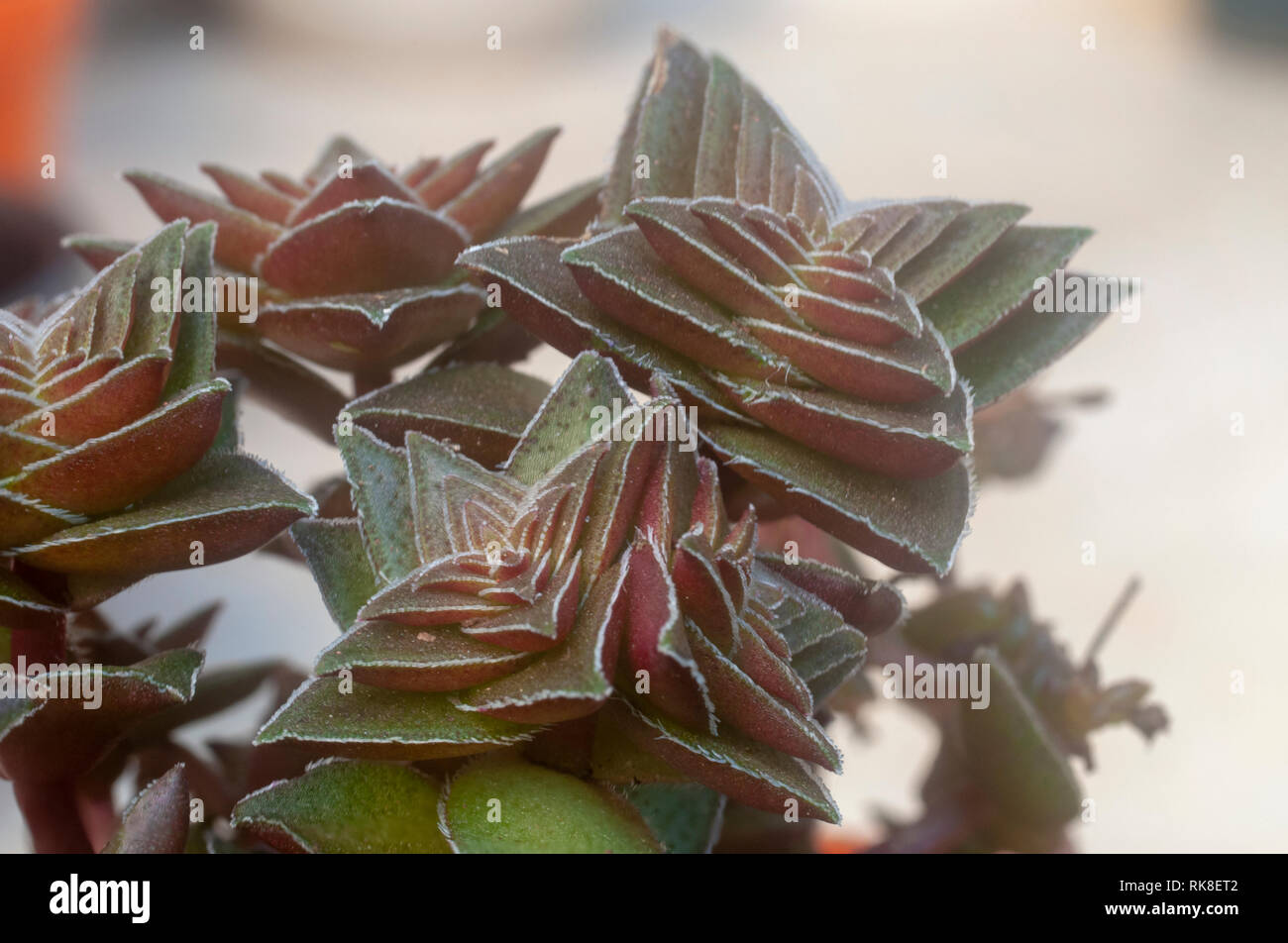 Forme compacte de Crassula capitella (Temple du Bouddha) est une plante succulente vivace originaire du sud de l'Afrique. Photographié en Israël en Janvier Banque D'Images Forme compacte de Crassula capitella (Temple du Bouddha) est une plante succulente vivace originaire du sud de l'Afrique. Photographié en Israël en Janvier Banque D'Images