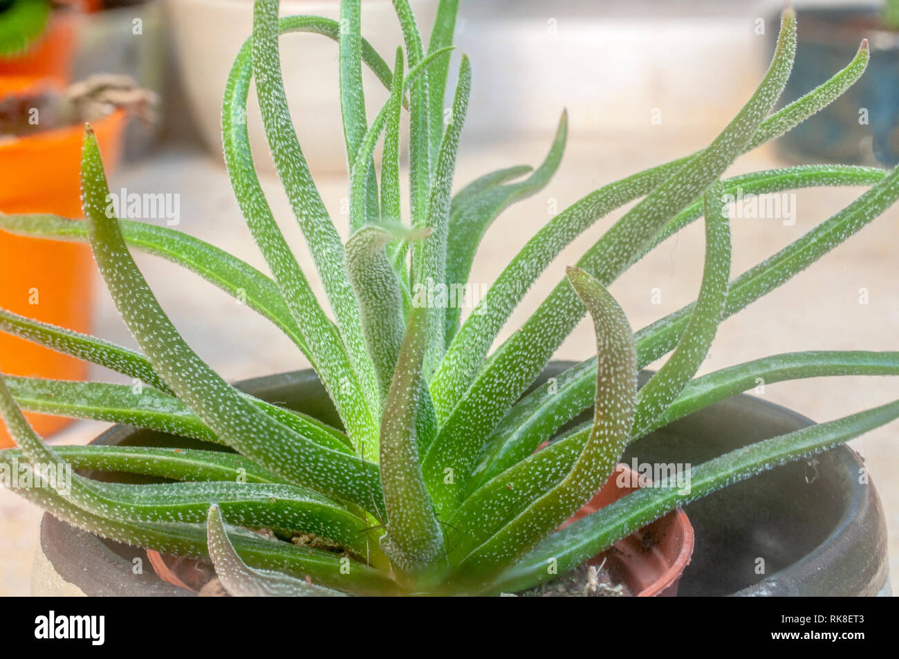 Les cornes du diable, un cultivar de Crassula nudicaulis. Photographié en Israël en Janvier Banque D'Images