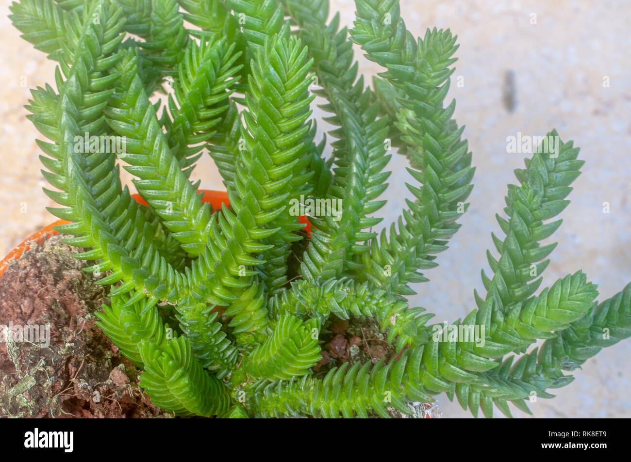 Crassula muscosa Crassula lycopodioides (synonymes, Crassula et pseudolycopodioides), est une plante succulente originaire d'Afrique du Sud et la Namibie, belongi Banque D'Images