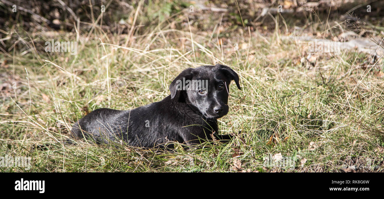 Black sourire mignon Labrador Retriever chiot sur l'arrière-plan la montagne Banque D'Images