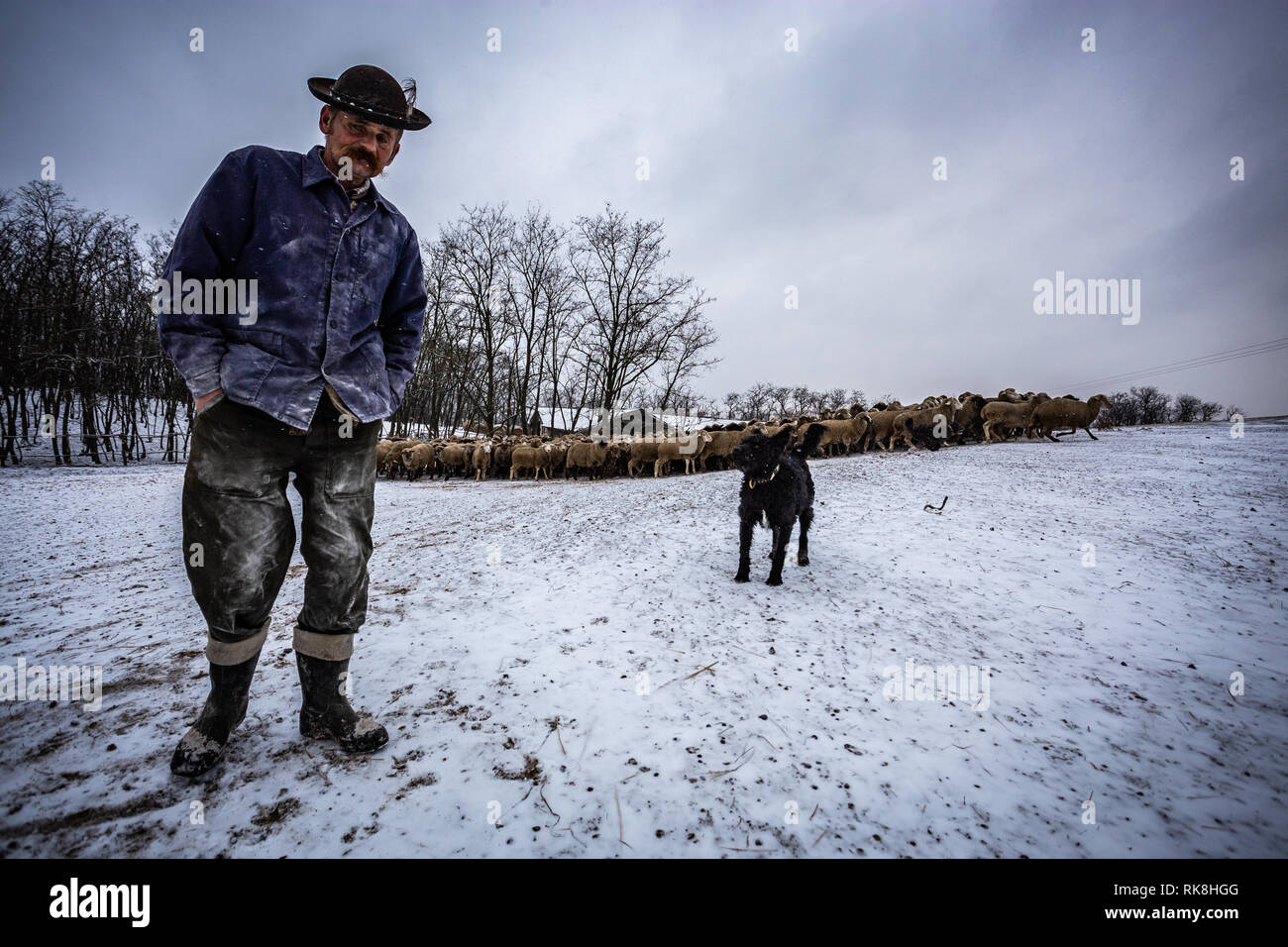 Berger avec son chien et de l'élevage Banque D'Images