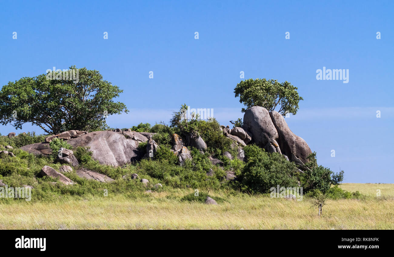 Arbres sur les rochers dans le Serengeti. Tanzanie, Afrique Banque D'Images