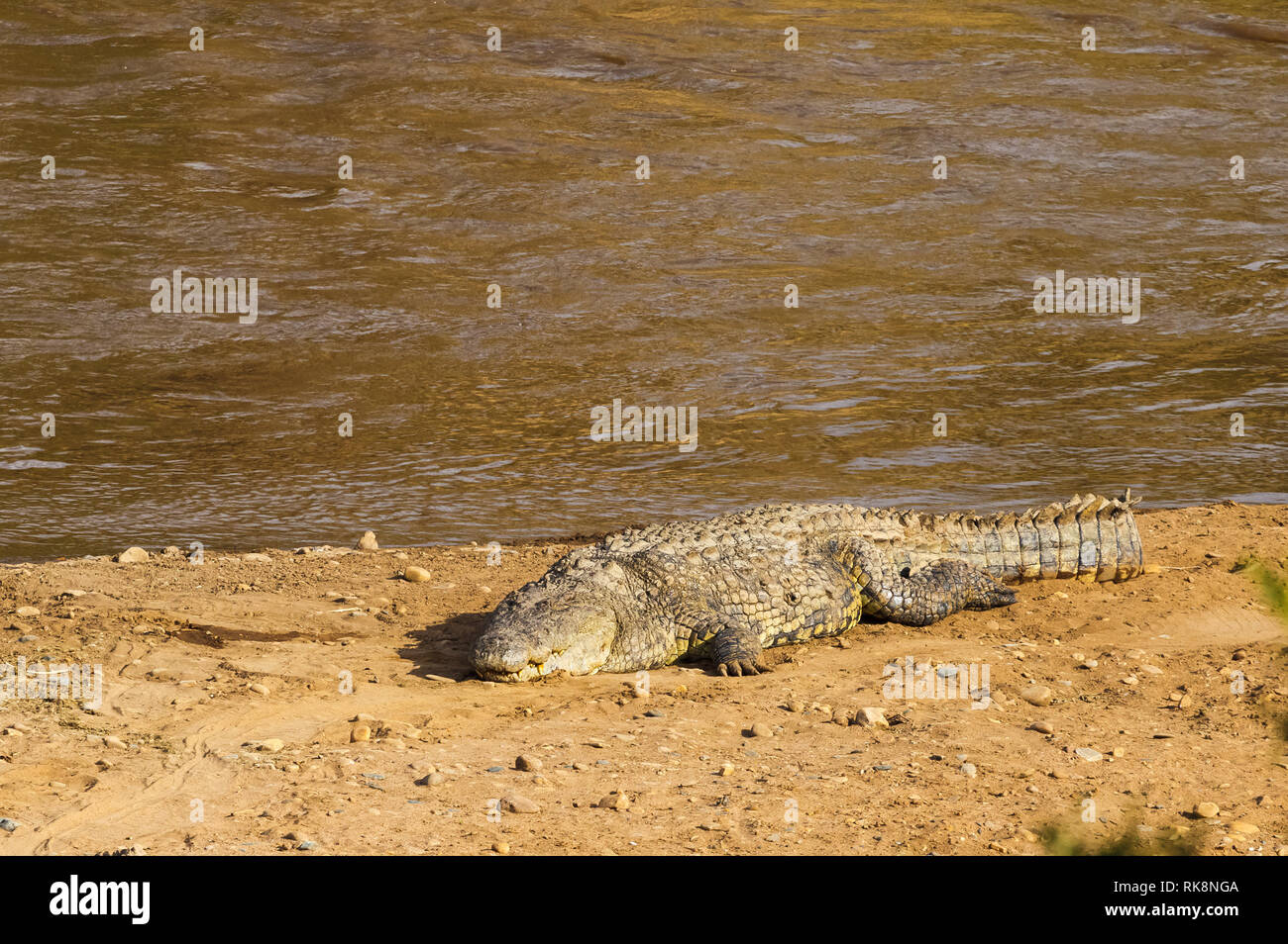 Un grand crocodile sur la rive du fleuve. Le Masai Mara, Kenya Banque D'Images