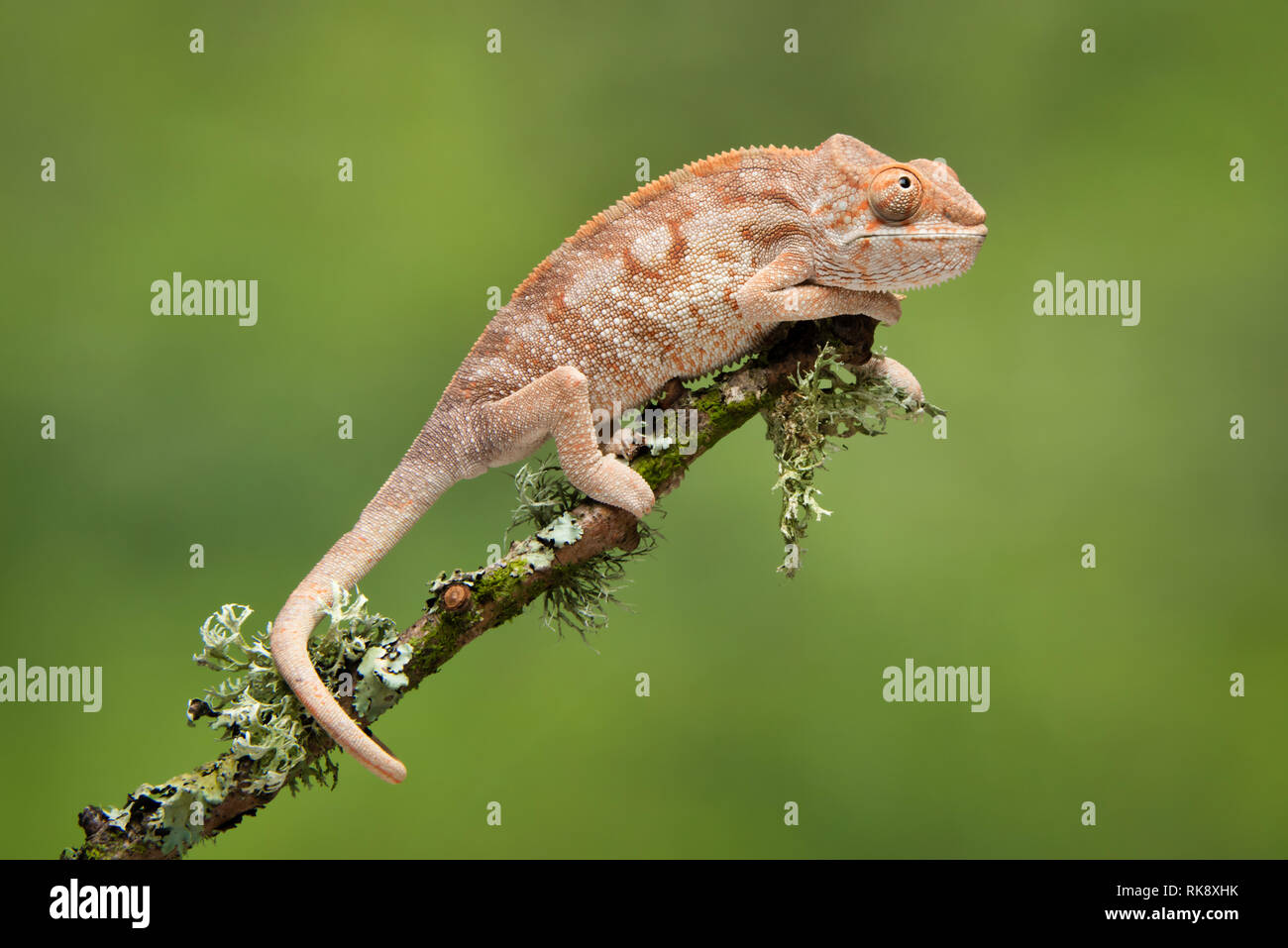Un portrait d'un caméléon monter une branche avec un fond vert. Sa queue enroulée autour de la direction générale Banque D'Images