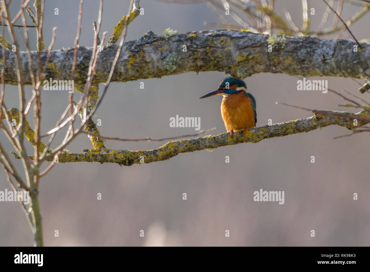 Kingfisher (Alcedo atthis) sur une branche. En vertu de l'orange rouge bleu électrique pièces blanc sur les parties supérieures de la gorge et du cou long bec noir et correctifs courte queue. Banque D'Images