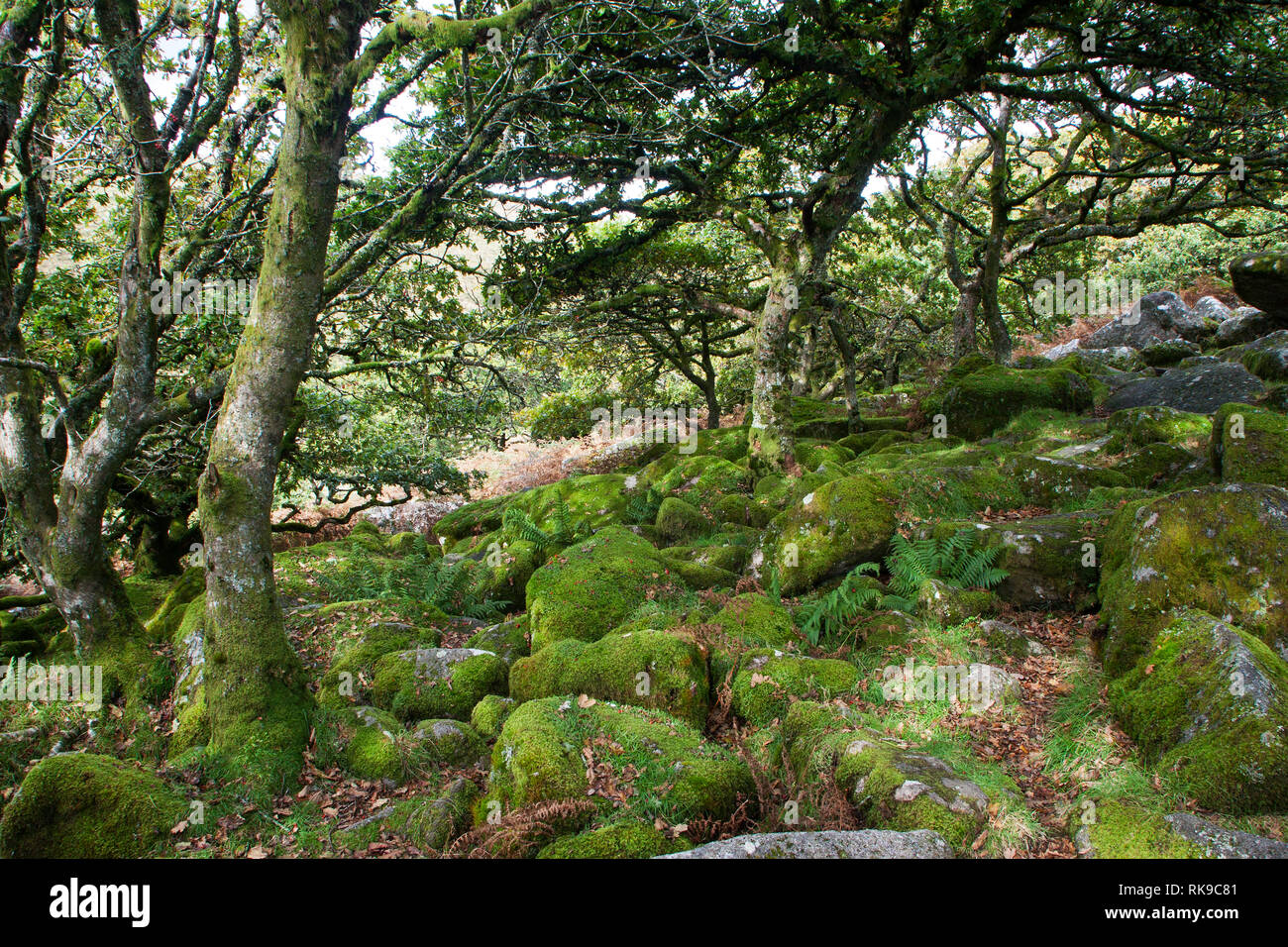 Chênes centenaires dans Wistman's Wood National Nature Reserve Dartmoor National Park Devon, Angleterre Banque D'Images