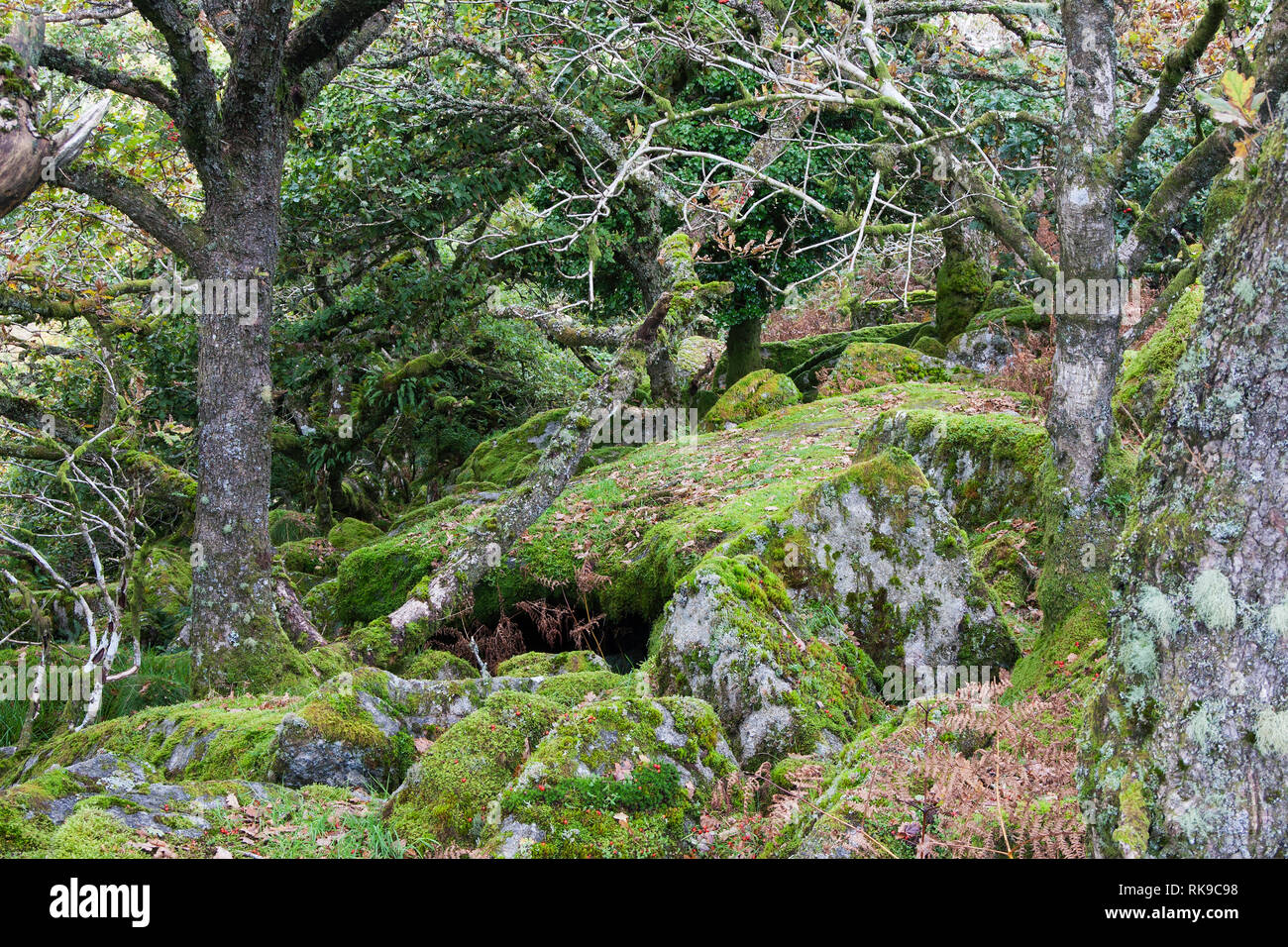 Chênes centenaires dans Wistman's Wood National Nature Reserve Dartmoor National Park Devon, Angleterre Banque D'Images