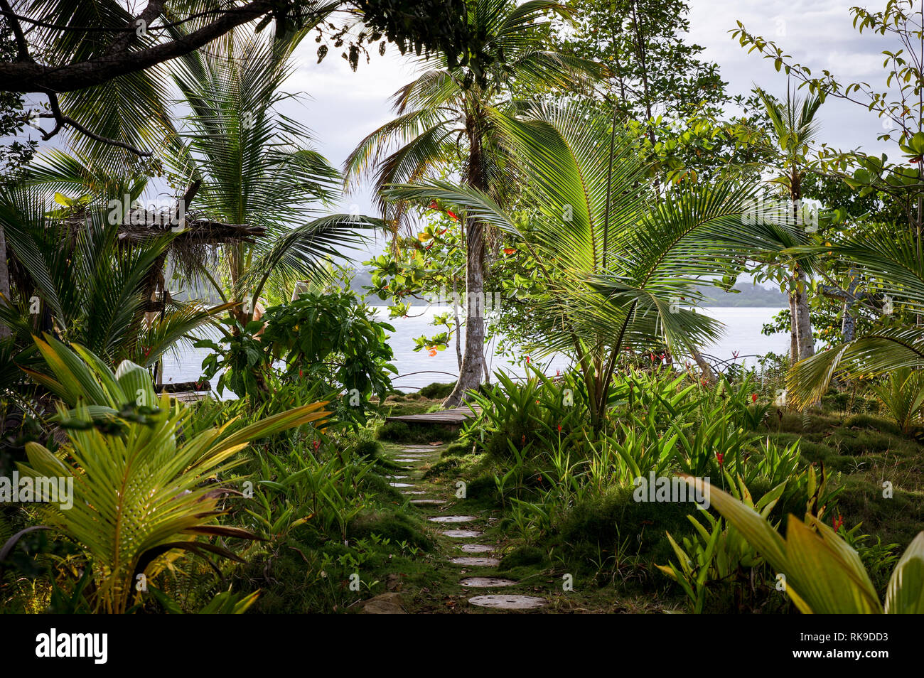 Chemin dans un magnifique jardin tropical luxuriant sur l'île de San Cristobal - l'archipel de Bocas del Toro, PANAMA Banque D'Images