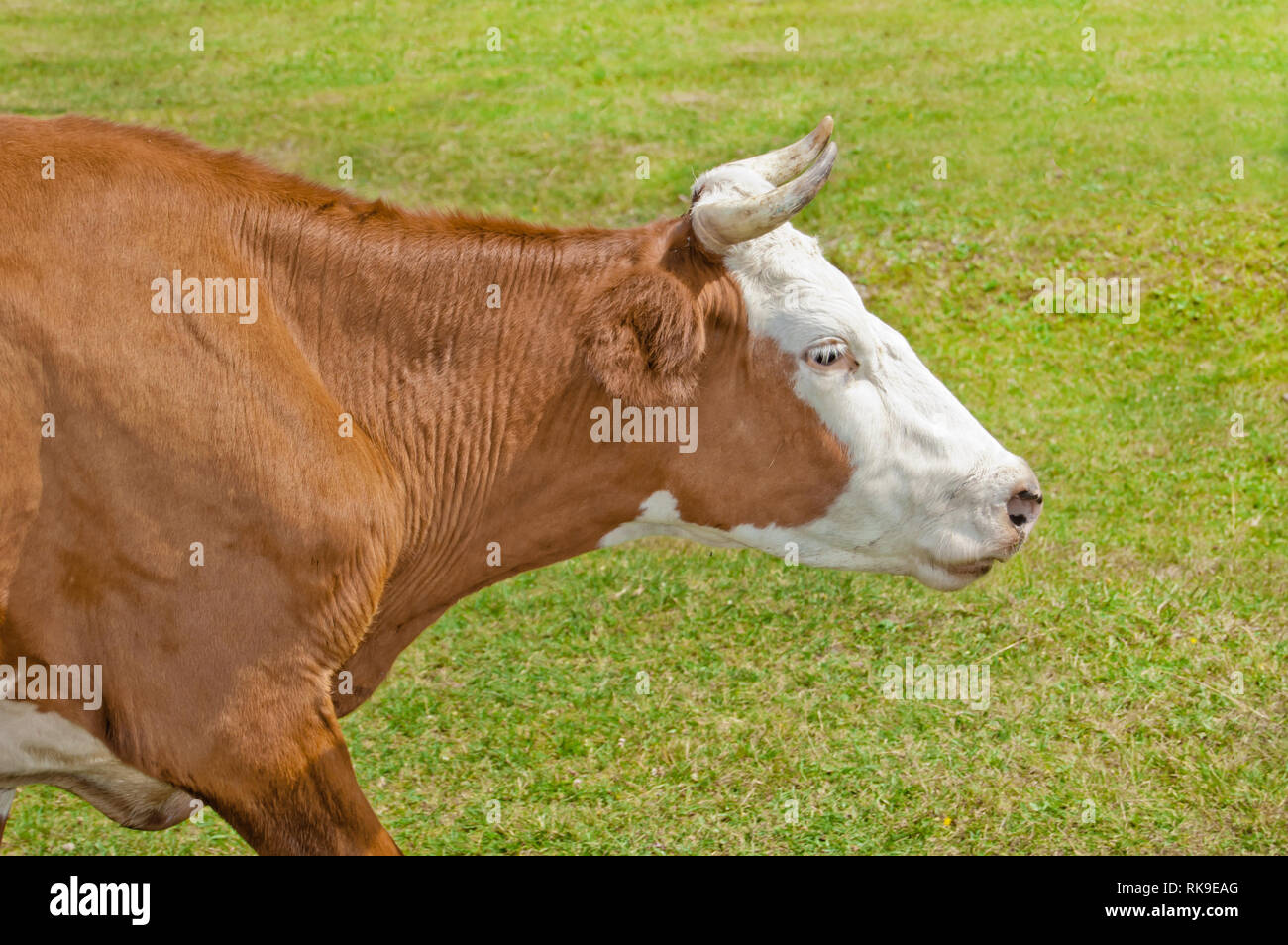Vache rouge à la verte prairie. Vue de côté Banque D'Images