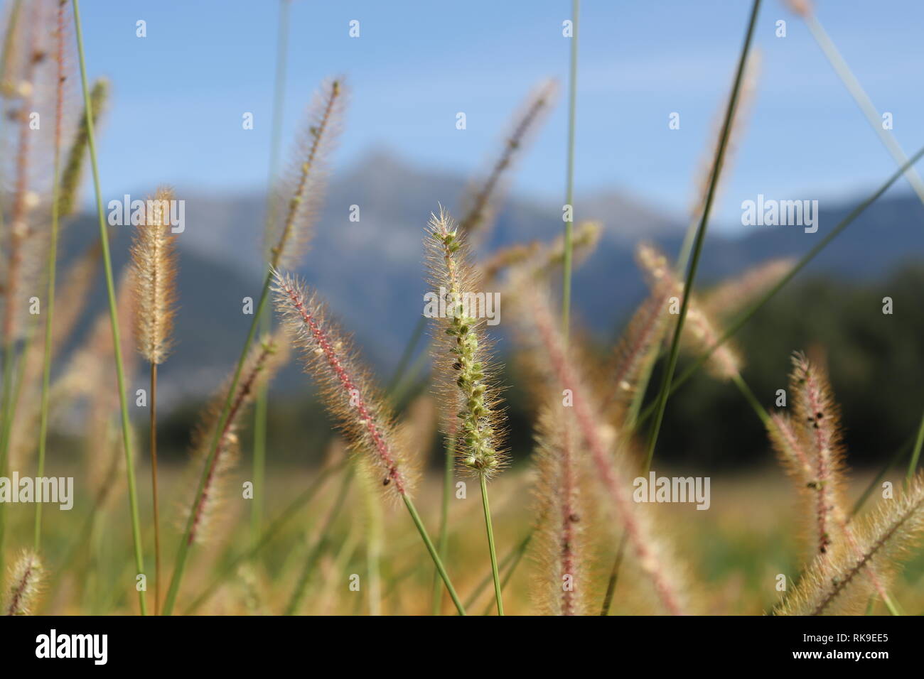 Roseaux de l'herbe avec vue panoramique sur les montagnes. Banque D'Images
