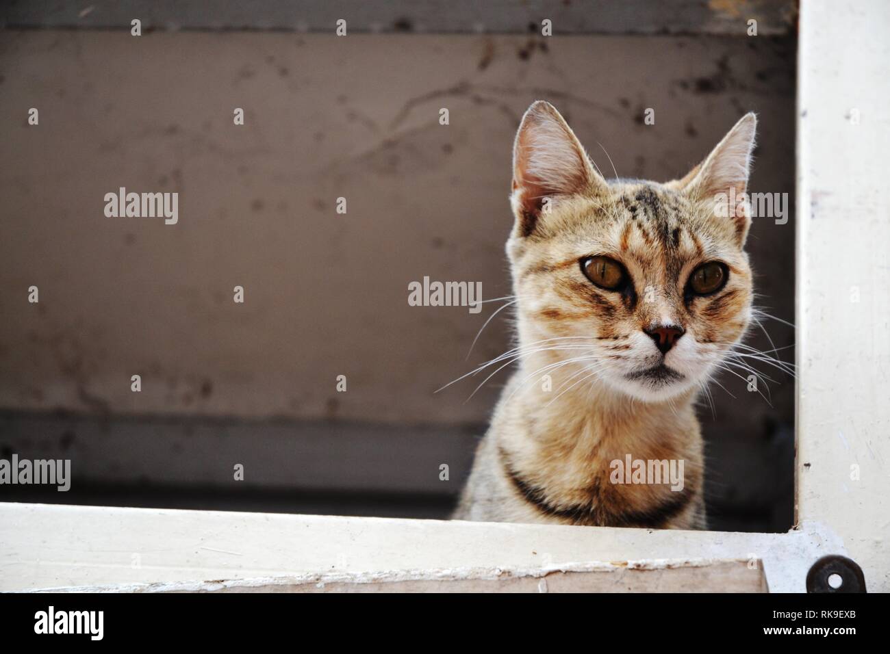 Close-Up Portrait Of Cute Cat Street Banque D'Images
