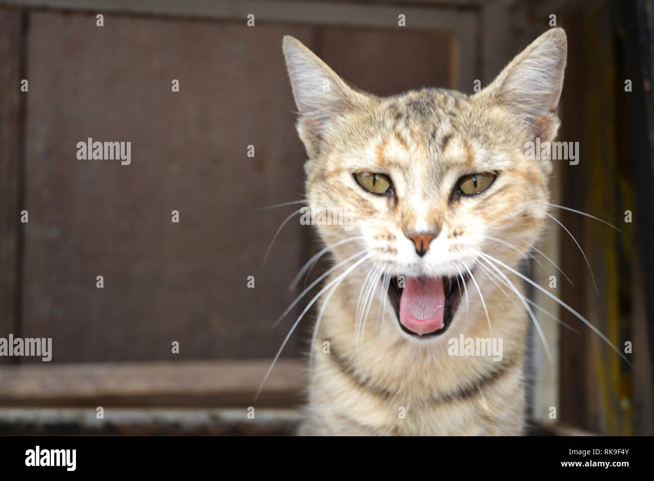 Close-Up Portrait Of Cute Cat Street Banque D'Images