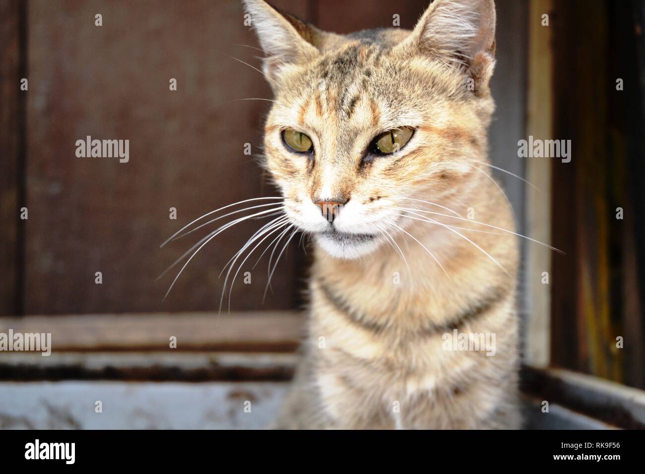 Close-Up Portrait Of Cute Cat Street Banque D'Images