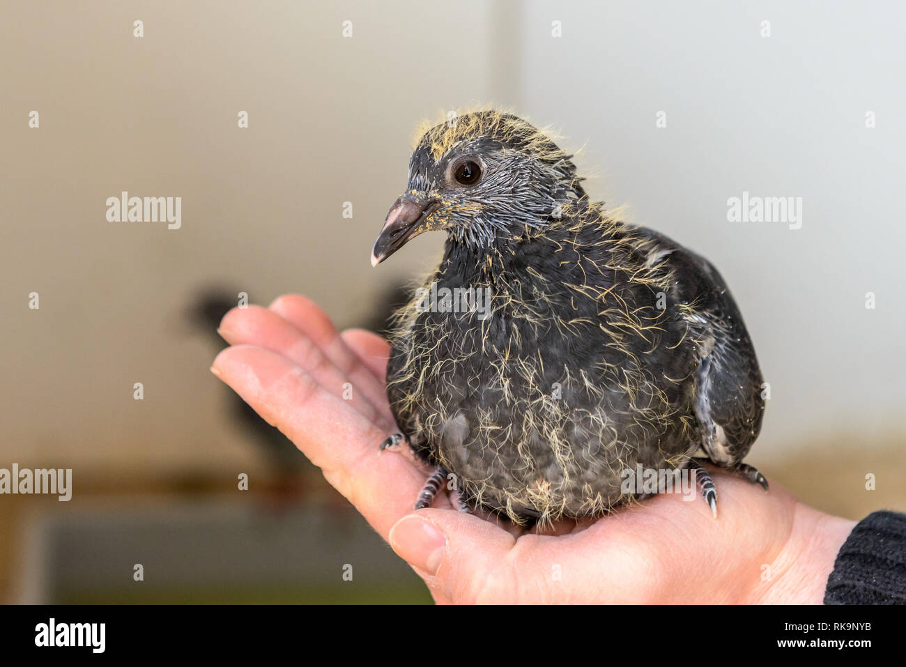 Jeune Pigeon Banque D Image Et Photos Alamy
