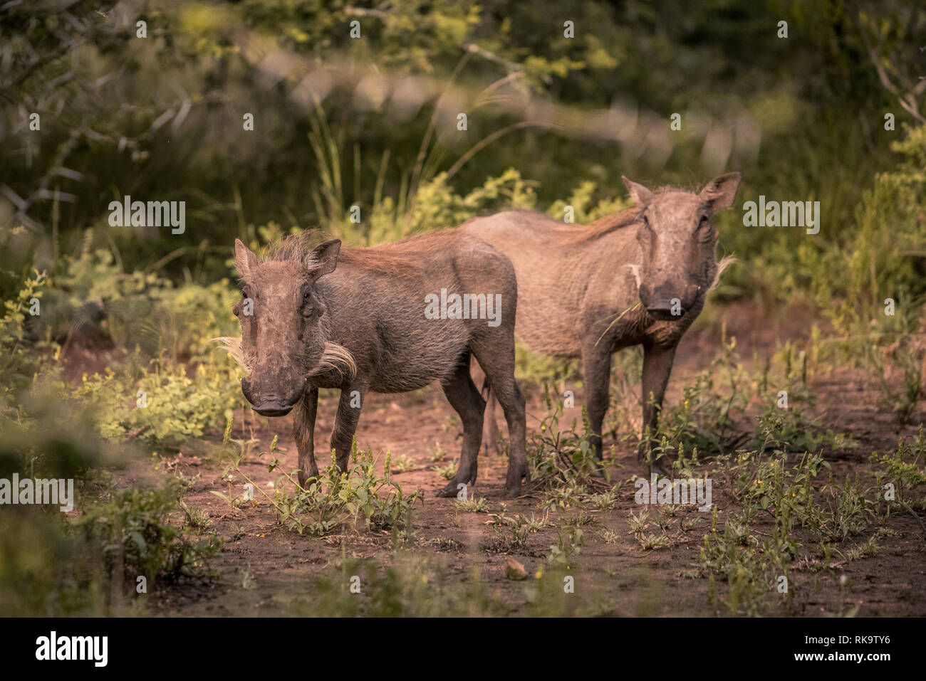 Deux jeunes phacochères se tenir dans une clairière dans Umkhuze Game Reserve, Parc Isimangaliso Wetland Park, Afrique du Sud Banque D'Images