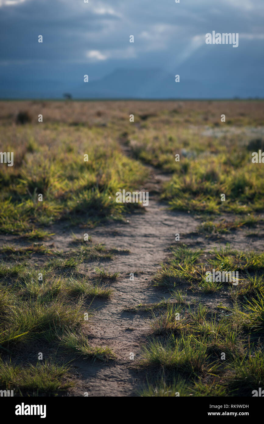 Un sentier de randonnée mène à travers une plaine herbeuse vers la montagne au loin, illuminée par le soleil de fin de soirée. Drakensberg, Afrique du Sud Banque D'Images