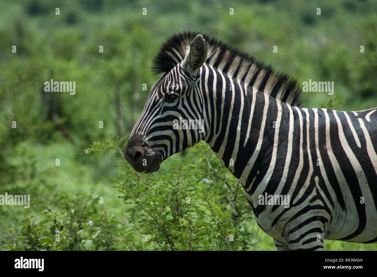 Zebra en Afrique du Sud Banque D'Images