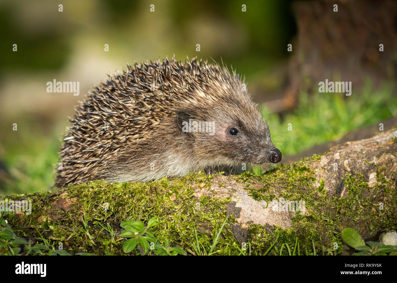Hérisson (Erinaceus europaeus), sauvages, indigènes hedgehog dans l ...