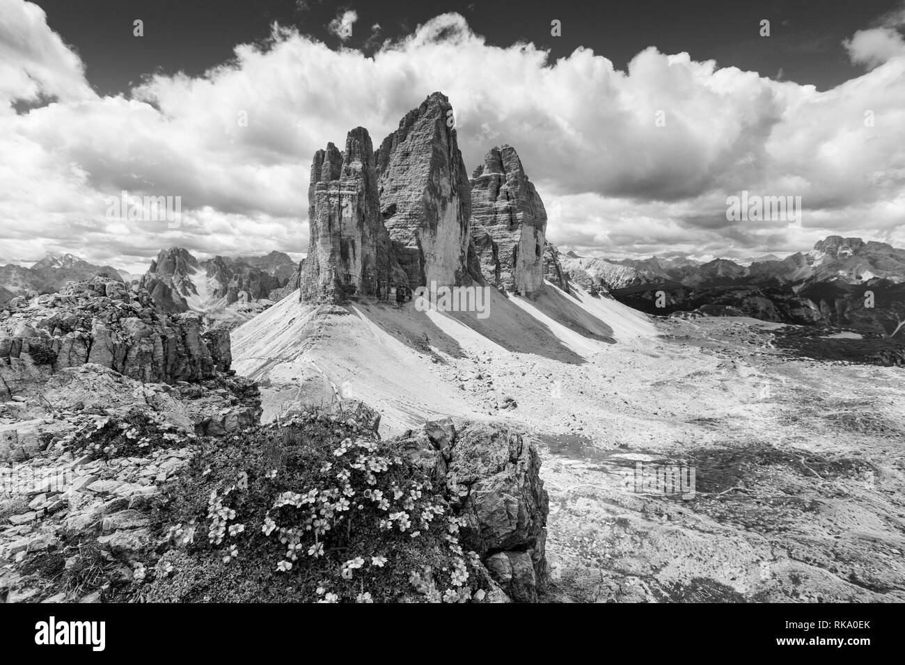 Potentilla nitida fleurs. Tre Cime di Lavaredo pics de montagne. Les trois Sommets Nature Park. Noir blanc paysage de montagne. Les Dolomites. L'Italie. Banque D'Images