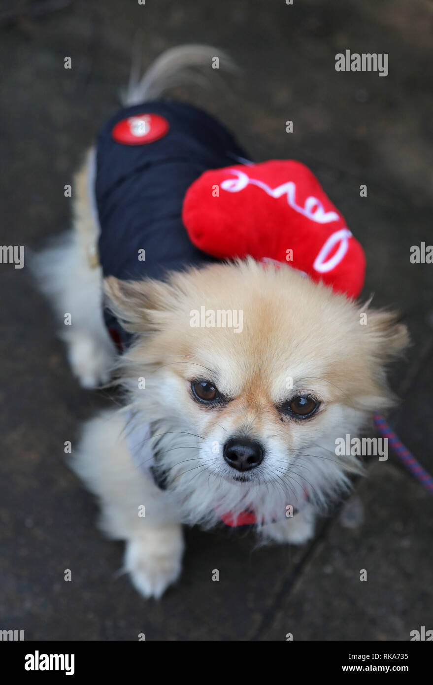 Londres, Royaume-Uni. 10 février 2019. Hunter le Chihuahua portant son amour rouge coeur à l'affaire du chien toutes les Valentine's Dog Walk, Hampstead Heath, London Crédit : Paul Brown/Alamy Live News Banque D'Images